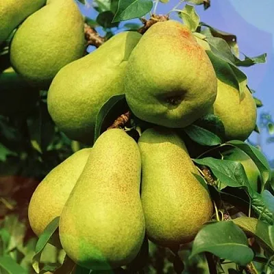 Груша НЕЖНОСТЬ колонновидная	  Груша НЕЖНОСТЬ колонновидная	 в Махачкале