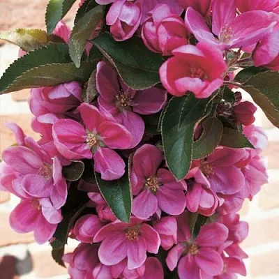 Яблоня ЗЕЛЁНЫЙ БУКЕТ декоративная  Яблоня ЗЕЛЁНЫЙ БУКЕТ декоративная в Махачкале