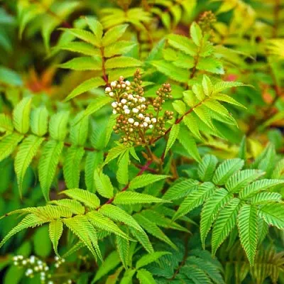 Рябинник  Рябинник в Махачкале