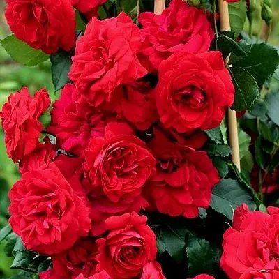 Саженцы роз АМАДЕУС плетистая  Саженцы роз АМАДЕУС плетистая в Махачкале