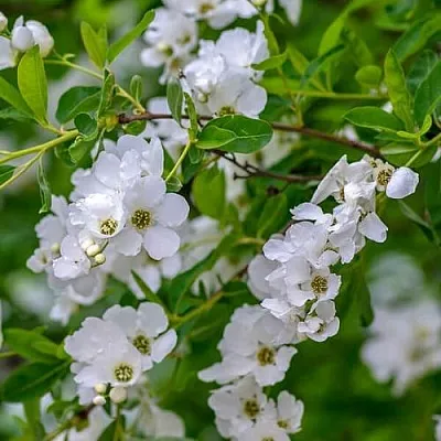 Экзохорда  Экзохорда в Махачкале