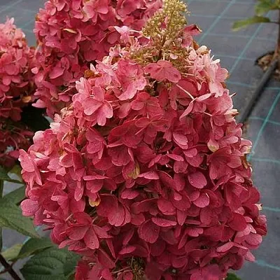 Гортензия КАНДЕЛАЙТ метельчатая  Гортензия КАНДЕЛАЙТ метельчатая в Махачкале