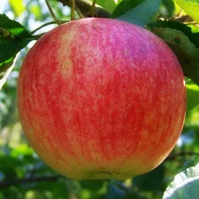 Яблоня Штрифель (Штрейфлинг или Осеннее полосатое) в Махачкале