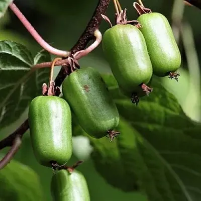 Актинидия СЕНТЯБРЬСКАЯ коломикта  Актинидия СЕНТЯБРЬСКАЯ коломикта в Махачкале