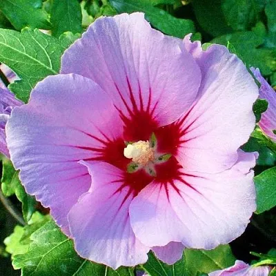 Гибискус ПИНК ФЛИРТ сирийский  Гибискус ПИНК ФЛИРТ сирийский в Махачкале