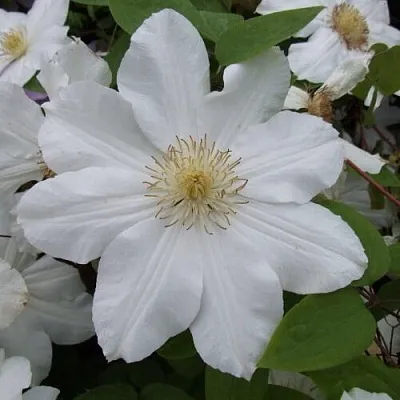 Клематис  Клематис в Махачкале