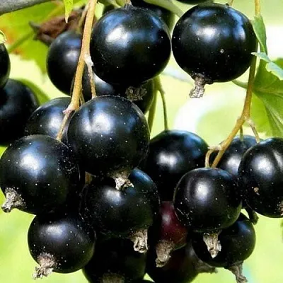 Смородина чёрная СОКРОВИЩЕ в Махачкале