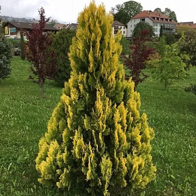 Туя ЕЛЛОУ РИББОН западная  Туя ЕЛЛОУ РИББОН западная в Махачкале