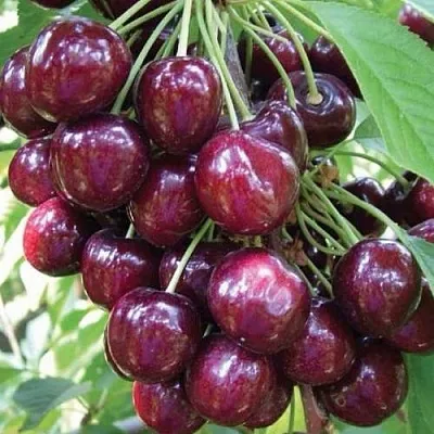 Черешня СЭМ колонновидная  Черешня СЭМ колонновидная в Махачкале