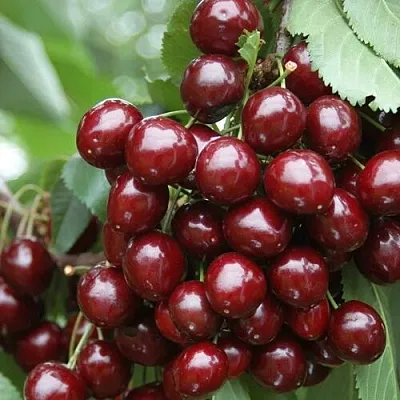 Черешня СИЛЬВИЯ колоновидная  Черешня СИЛЬВИЯ колоновидная в Махачкале