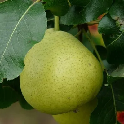 Груша САНРЕМО колонновидная  Груша САНРЕМО колонновидная в Махачкале