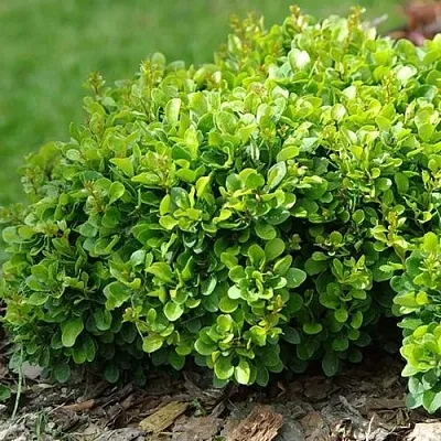 Барбарис КОБОЛЬД тунберга  Барбарис КОБОЛЬД тунберга в Махачкале