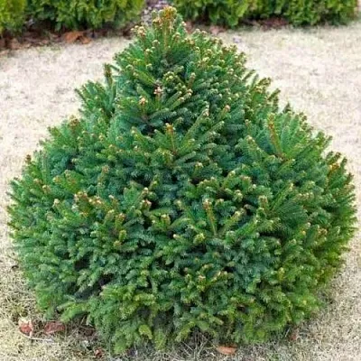 Ель БАРРИ обыкновенная  Ель БАРРИ обыкновенная в Махачкале