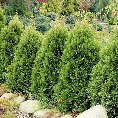 Туя СМАРАГД ВИТБОНТ западная  Туя СМАРАГД ВИТБОНТ западная в Махачкале