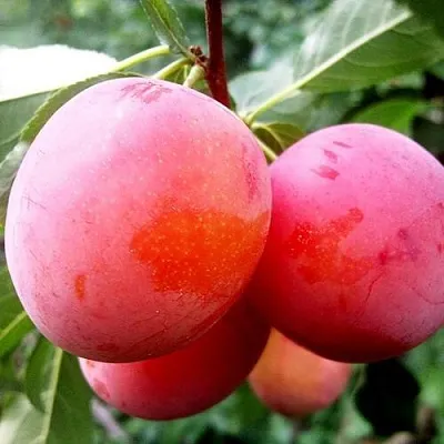 Слива КОМЕТА  Слива КОМЕТА в Махачкале