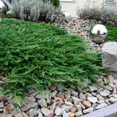 Можжевельник ПРИНЦ ОФ УЭЛЬС горизонтальный  Можжевельник ПРИНЦ ОФ УЭЛЬС горизонтальный в Махачкале