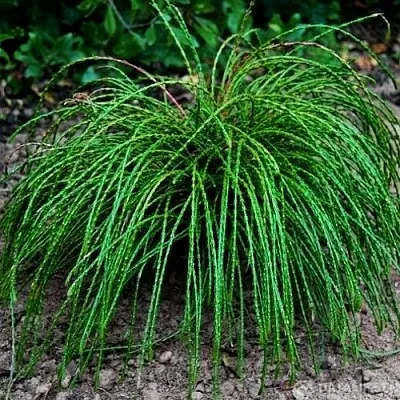 Туя ВИПКОРД складчатая  Туя ВИПКОРД складчатая в Махачкале