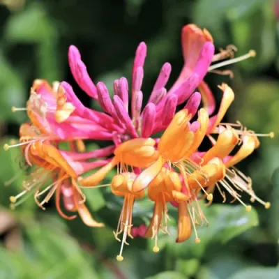 Жимолость ГЕКРОТА в Махачкале