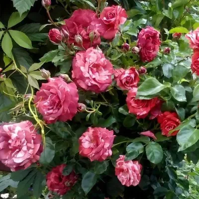 Саженцы роз БРАУНИ плетистая — описание сорта Саженцы роз БРАУНИ плетистая в Махачкале