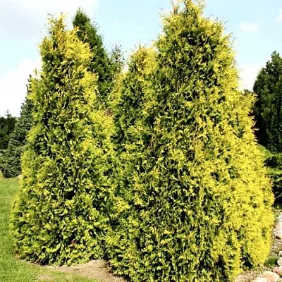 Туя САЛЛАНД западная  Туя САЛЛАНД западная в Махачкале