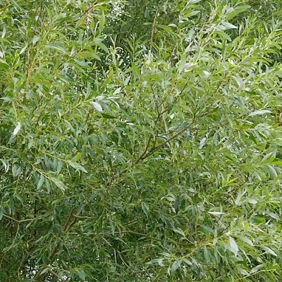 Ива ВИТЕЛЛИНА белая   Ива ВИТЕЛЛИНА белая  в Махачкале