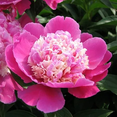 Пион КОРА СТАББС травянистый  Пион КОРА СТАББС травянистый в Махачкале