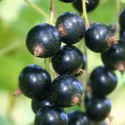 Смородина черная СТРЕЛЕЦ в Махачкале