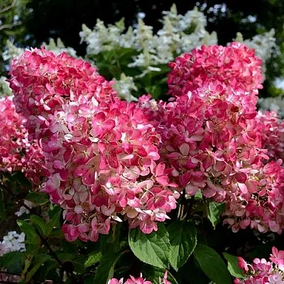 Гортензия ПИНК ДАЙМОНД метельчатая  Гортензия ПИНК ДАЙМОНД метельчатая в Махачкале