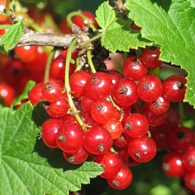 Смородина красная РАЧКОВСКАЯ в Махачкале