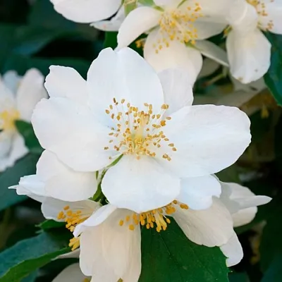 Жасмин ЮСТИНКА в Махачкале