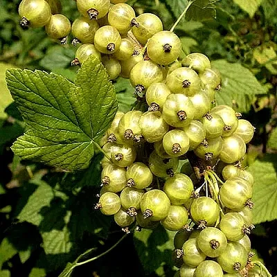 Смородина зеленоплодная СНЕЖНАЯ КОРОЛЕВА в Махачкале