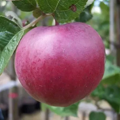 Яблоня НОРИС в Махачкале