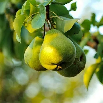 Груша СТОЛИЧНАЯ колонновидная  Груша СТОЛИЧНАЯ колонновидная в Махачкале