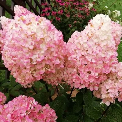 Гортензия МЭДЖИКАЛ КЭНДЛ метельчатая  Гортензия МЭДЖИКАЛ КЭНДЛ метельчатая в Махачкале