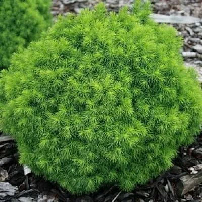 Ель АЛЬБЕРТА ГЛОБ сизая  Ель АЛЬБЕРТА ГЛОБ сизая в Махачкале