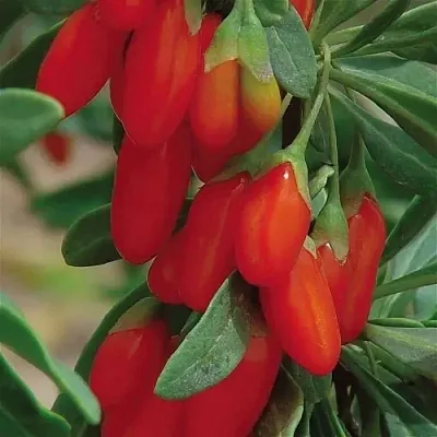 Годжи ВЯЧЕСЛАВ в Махачкале