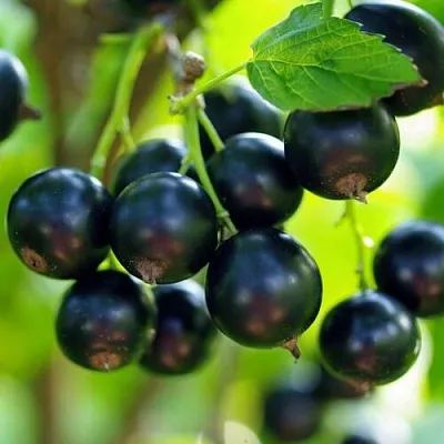 Смородина чёрная ВЕЛОЙ (ЛЕНИНГРАДСКАЯ СЛАДКАЯ) в Махачкале