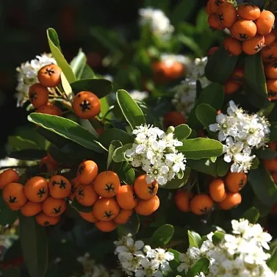 Пираканта  Пираканта в Махачкале