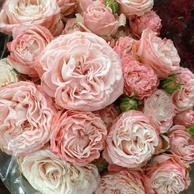 Саженцы роз МАДАМ БОМБАСТИК спрей в Махачкале