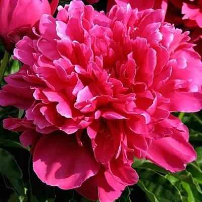 Пион ВИКТУАР ДЕ ЛА МАРН травянистый  Пион ВИКТУАР ДЕ ЛА МАРН травянистый в Махачкале