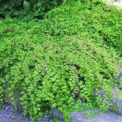 Стефанандра  Стефанандра в Махачкале