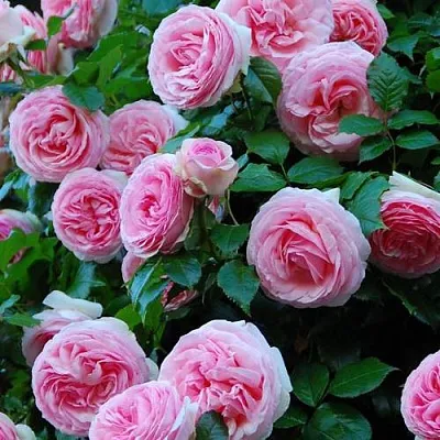 Саженцы роз ПЬЕР ДЕ РОНСАР плетистая  Саженцы роз ПЬЕР ДЕ РОНСАР плетистая в Махачкале