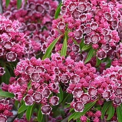 Кальмия  Кальмия в Махачкале