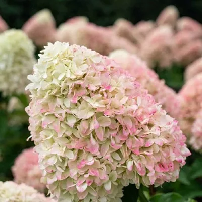 Гортензия САММЕР ЛАВ метельчатая  Гортензия САММЕР ЛАВ метельчатая в Махачкале