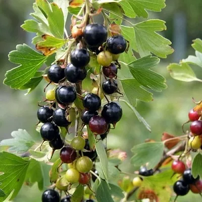 Смородина золотистая ПЛОТНОМЯСАЯ в Махачкале