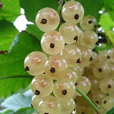 Смородина белая ЮТЕРБОРГСКАЯ в Махачкале