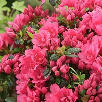 Азалия  Азалия в Махачкале