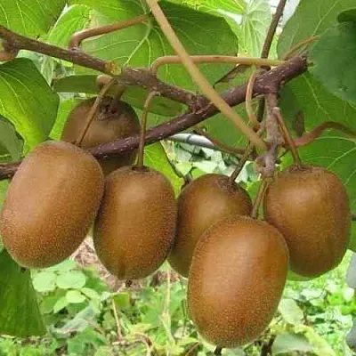 Актинидия ХЕЙВАРД деликатесная   Актинидия ХЕЙВАРД деликатесная  в Махачкале