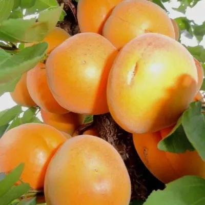 Абрикос ДЕСЕРТНЫЙ — описание сорта Абрикос ДЕСЕРТНЫЙ в Махачкале