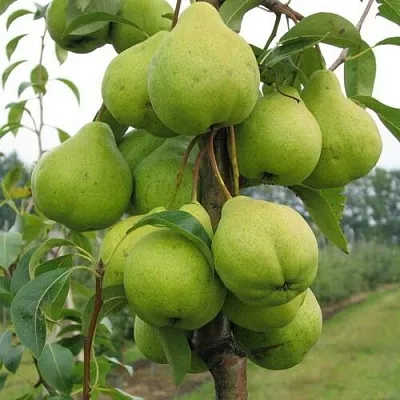 Груша ДЕКОР колонновидная  Груша ДЕКОР колонновидная в Махачкале